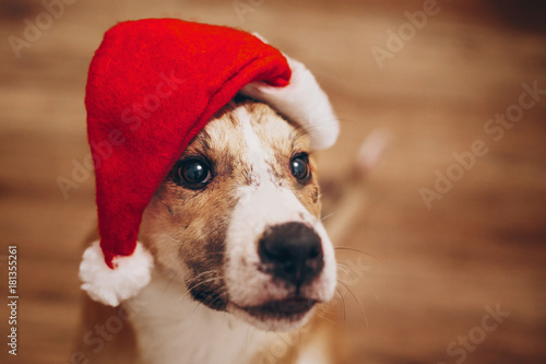 dog in santa hat. merry christmas and happy new year concept. space for text. cute brown dog in red hat sitting in stylish room with adorable look. happy holidays © sonyachny