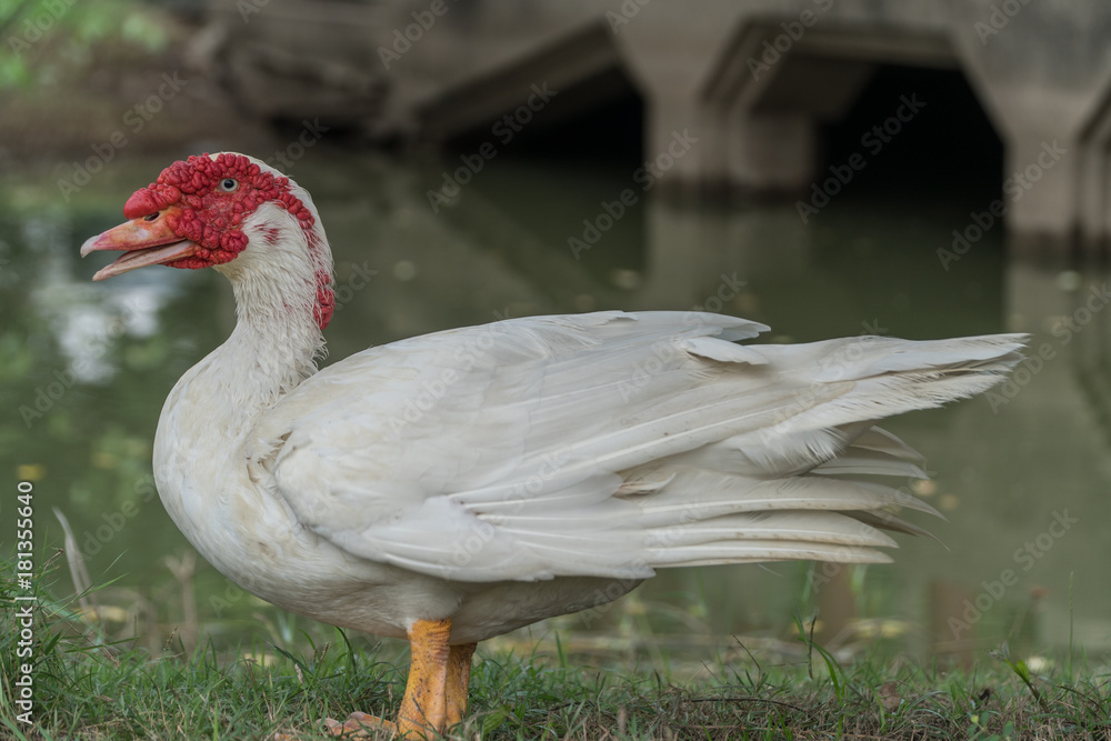 Fototapeta premium Kaczka piżmowa