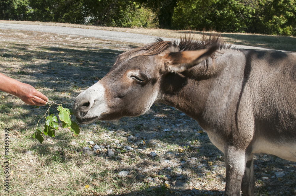 Human hand feeding donkey with twig of green fresh leaves Human hand feeding donkey with twig of green fresh leaves