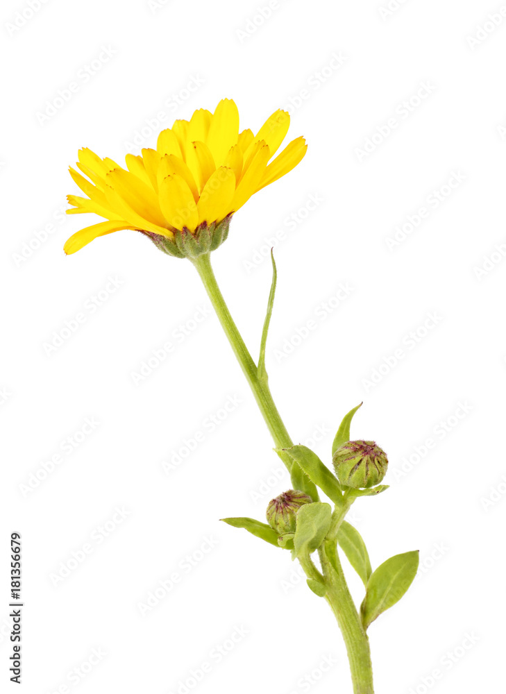 Single beautiful yellow calendula flower isolated on white background Single beautiful yellow calendula flower isolated on white background