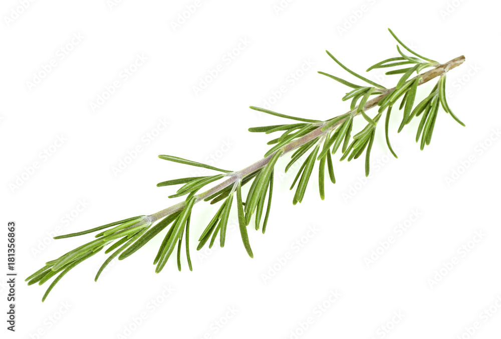 Twig of fresh rosemary on white background Twig of fresh rosemary on white background