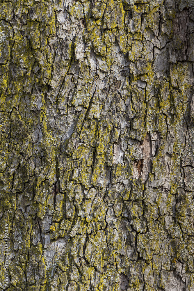 Fototapeta premium bark on a tree