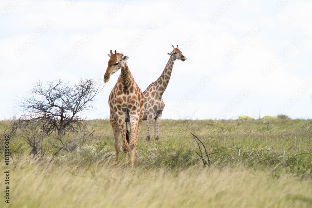 Giraffen in Namibia Etosha Nationalpark Giraffen in Namibia Etosha Nationalpark