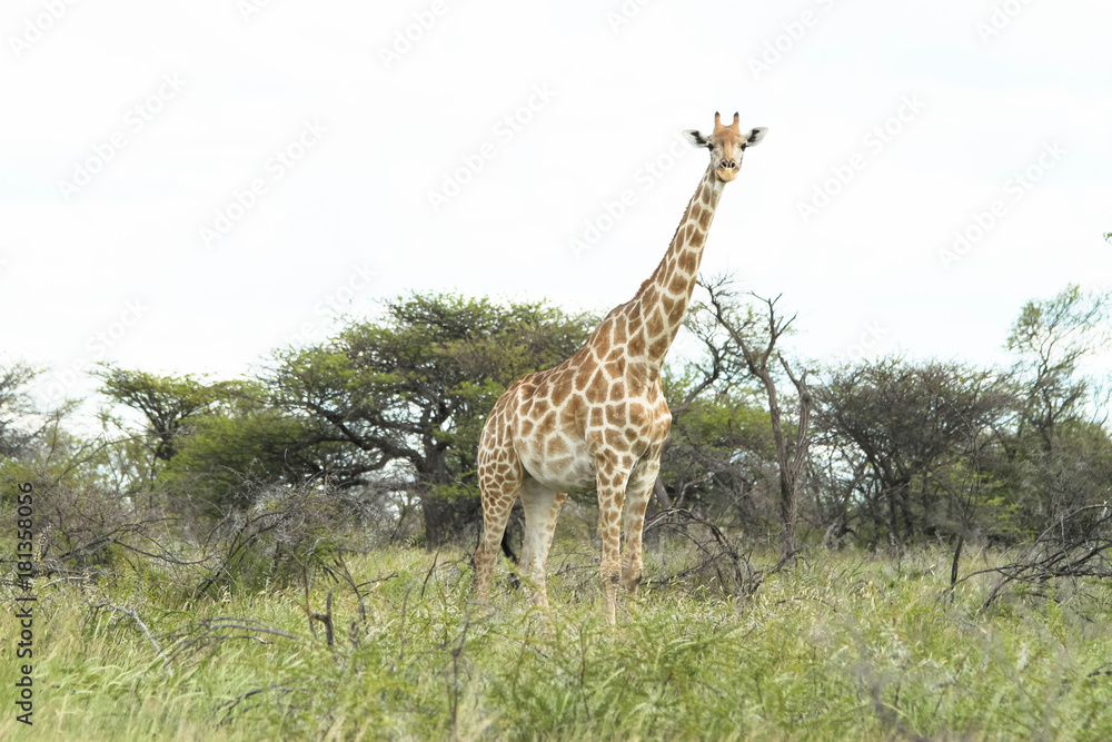 Obraz premium Giraffe in Namibia Etosha Nationalpark