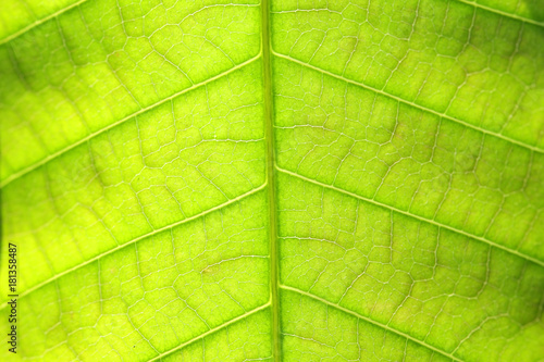 close up vein of fresh leaf background.