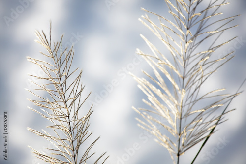 white reeds grass texture