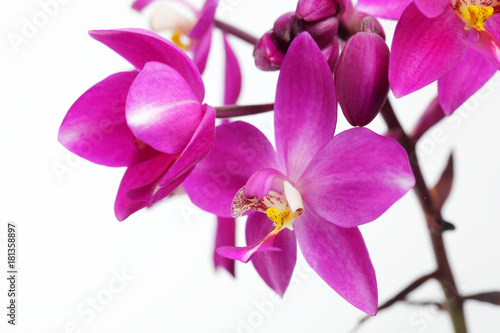 close up of ground orchid flower isolated on white background.