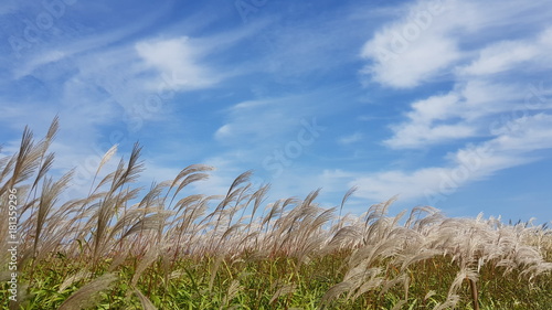 Meadow Landscape 