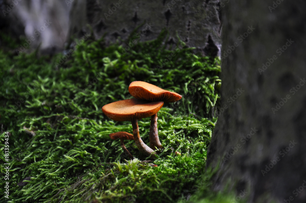 Fototapeta premium Two small orange mushrooms growing from mossy trunk
