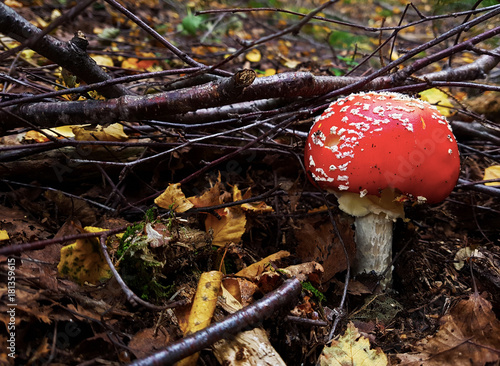 The lonely colorful Amanita Muscaria in Czech Republic forest photo