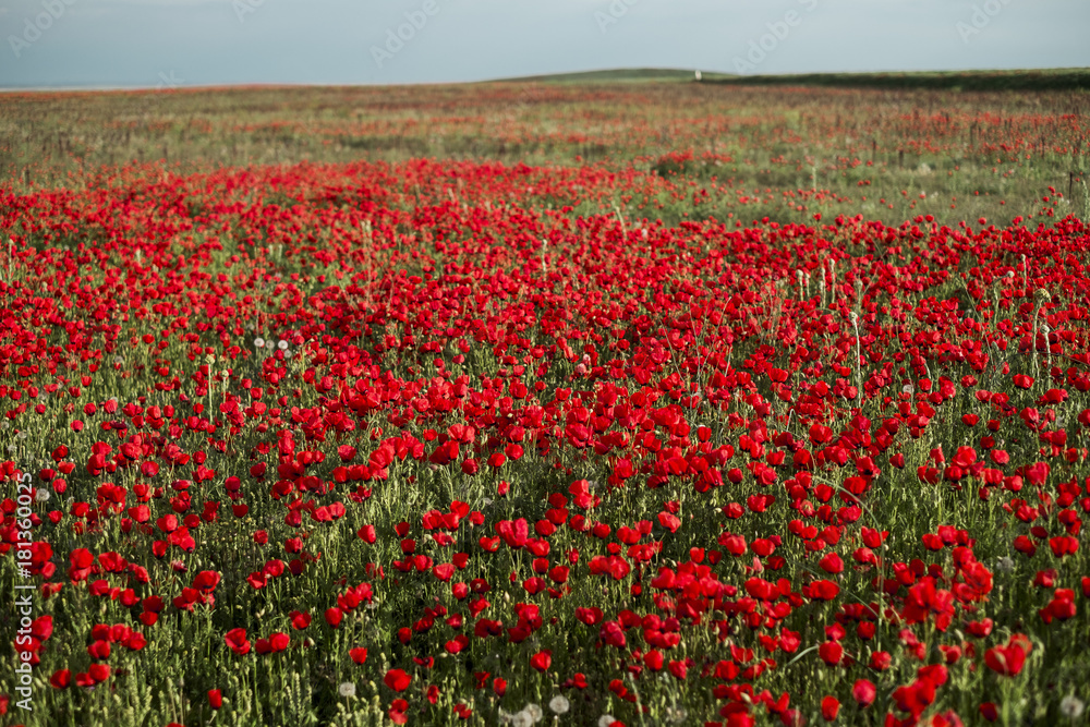 Red fields of poppies