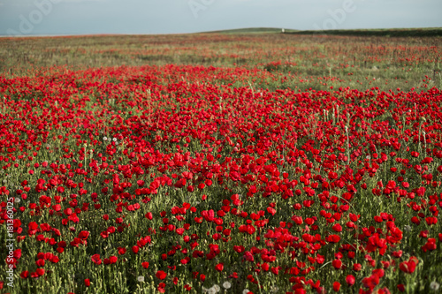 Red fields of poppies