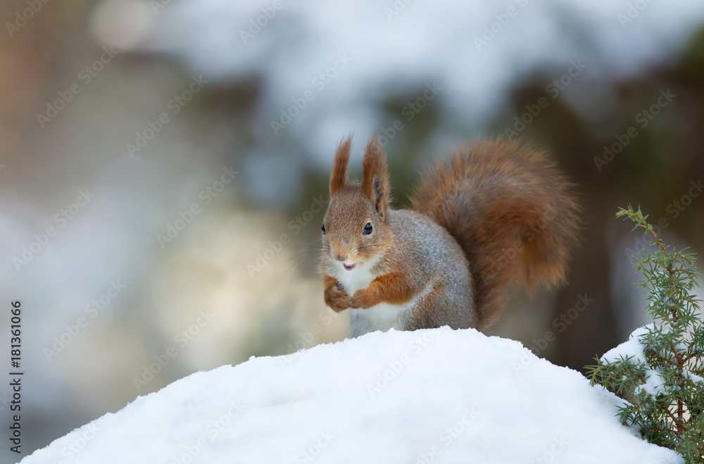 Red squirrel in winter Red squirrel in winter