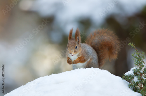 Red squirrel in winter © giedriius