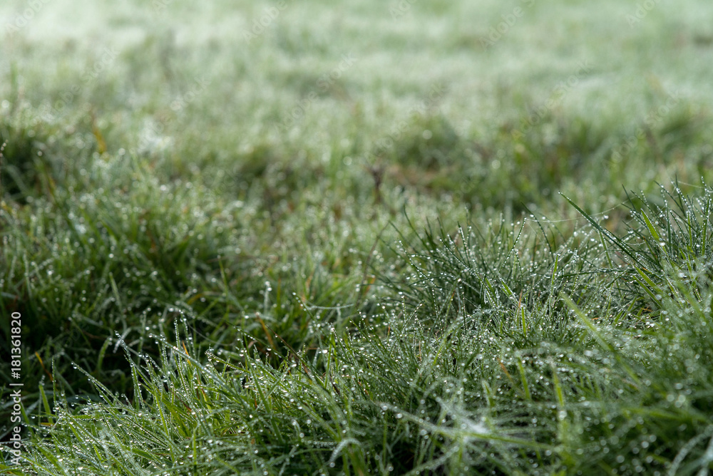 Thousands of drops of water created by morning dew on the grass of a green meadow on a cold and foggy morning