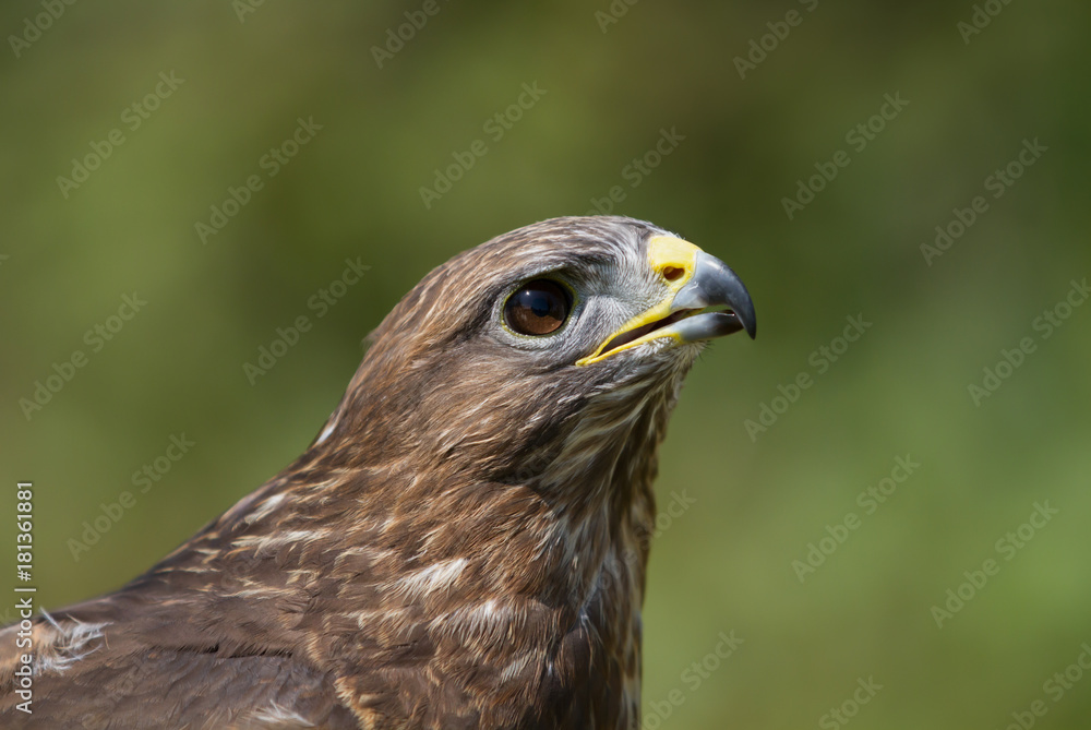 Close up of a Common Buzzard (Buteo buteo) in the meadow, UK Close up of a Common Buzzard (Buteo buteo) in the meadow, UK