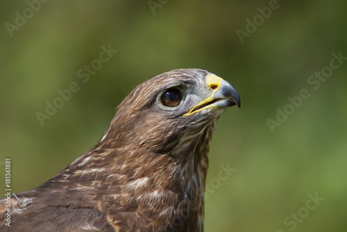 Close up of a Common Buzzard (Buteo buteo) in the meadow, UK