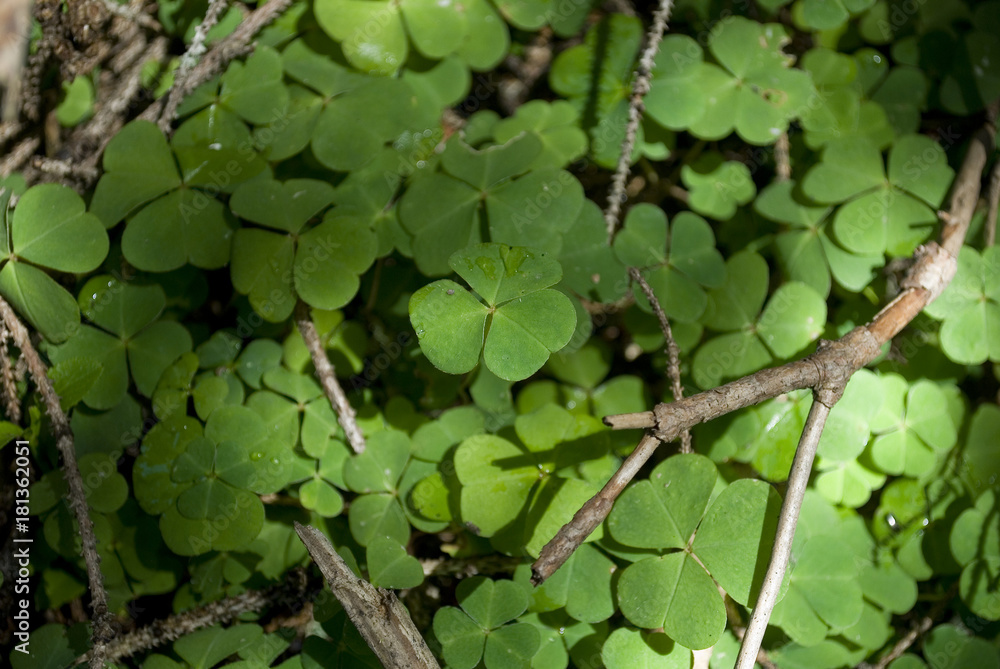 background: small meadow in forest undergrowth, covered with green clover (shamrock) plants, small branches of wood, leaves affected by the rays of the morning sun, late summer, Alto Adige, Italy background: small meadow in forest undergrowth, covered with green clover (shamrock) plants, small branches of wood, leaves affected by the rays of the morning sun, late summer, Alto Adige, Italy