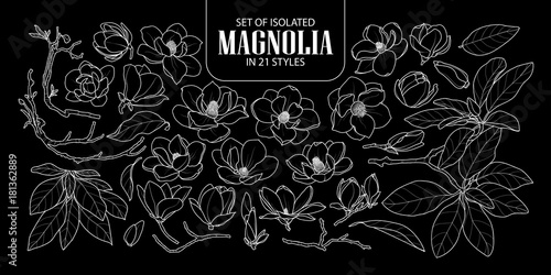 Set of isolated magnolia in 21 styles. Cute hand drawn flower vector illustration only white outline.