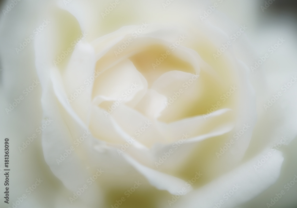 Fototapeta premium soft and shimmering white rose