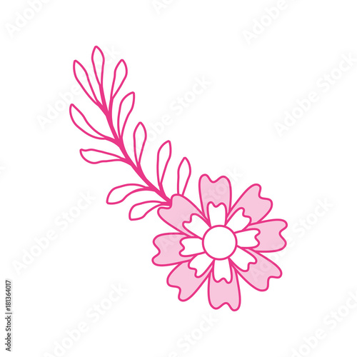 aster flower branch leaves natural petal decoration vector illustration