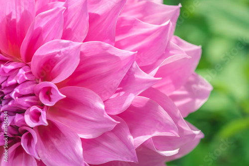 Beautiful Soft Pink Petal Flower Background Texture © nutink