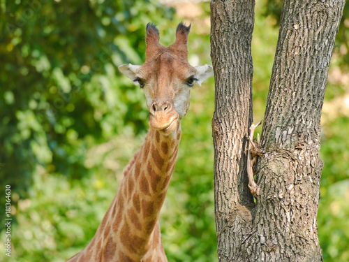 African three-horned giraffe (Giraffa camelopardalis). Female. Close-up © aleoks