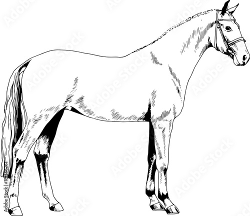 race horse without a harness drawn in ink by hand on background in full length