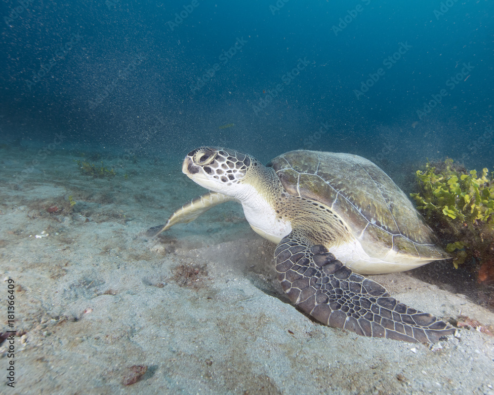 Obraz premium Green Sea Turtle (Florida)