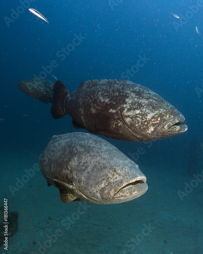 Cuadro en lienzo goliath grouper (Florida)