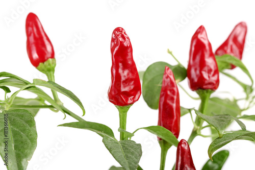 branch red chili pepper with leaf isolated on a white background no shadow