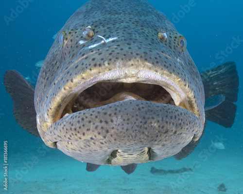Goliath Grouper (Florida)