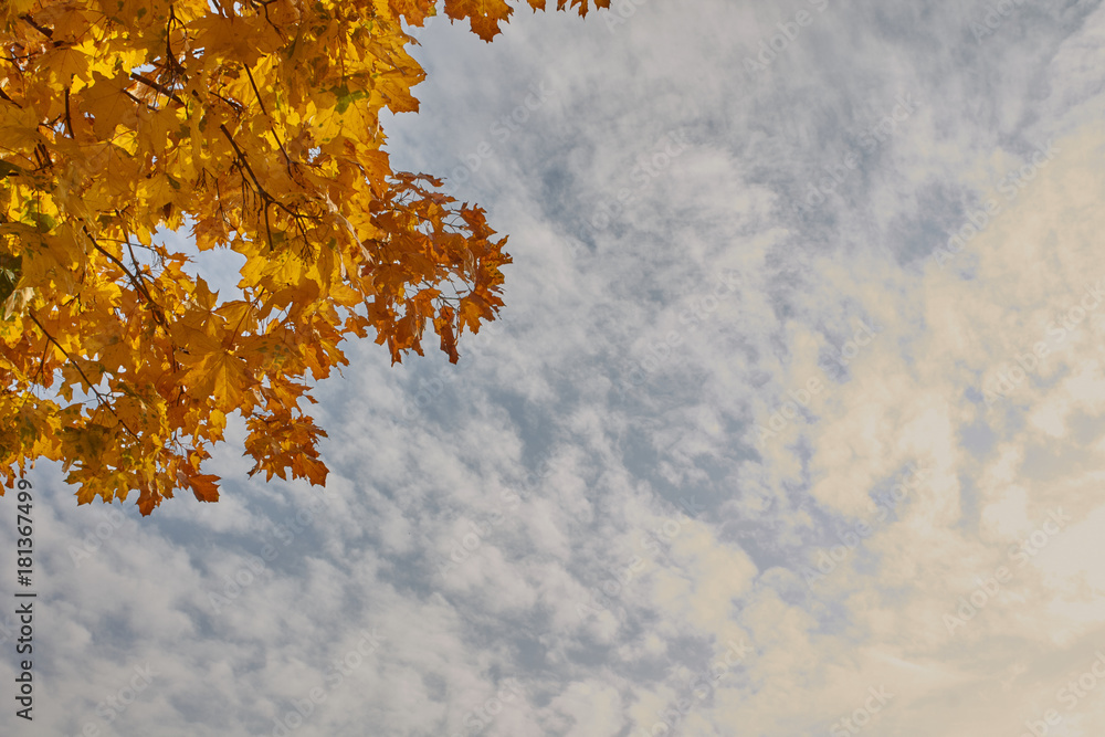 Beautiful yellow maple leaves against a cloudy sky background Beautiful yellow maple leaves against a cloudy sky background