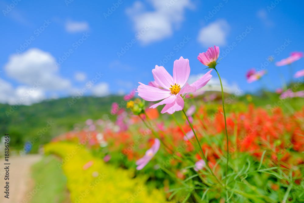 Pink flowers in field.