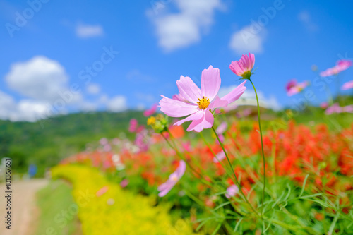 Pink flowers in field.