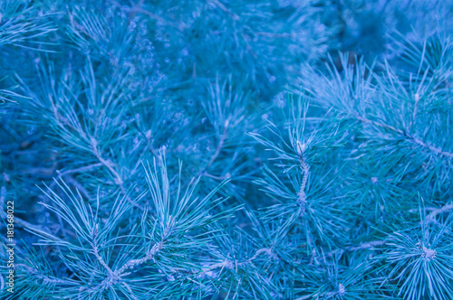White blue winter background. Texture of pine needles