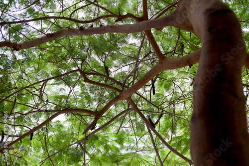 Arbre majestueux