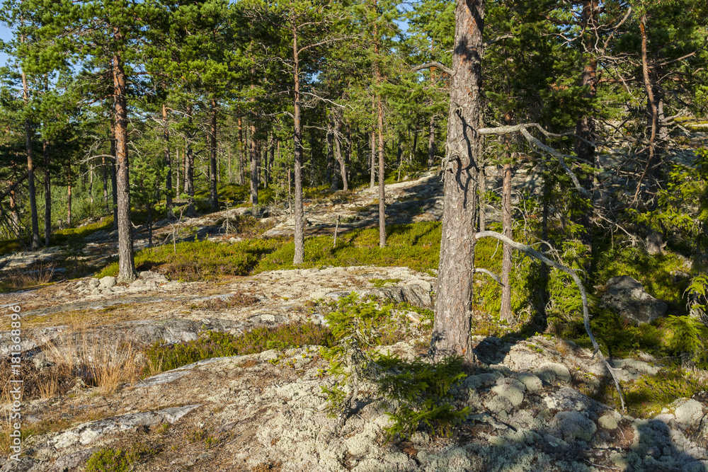 Pine tajga forest on rocks covered with lichens from the genus Cladonia Pine tajga forest on rocks covered with lichens from the genus Cladonia