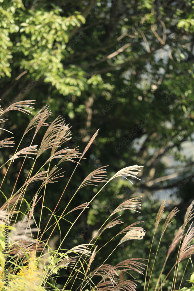Fototapeta premium pampas grass