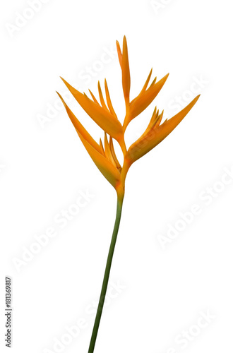 Strelitzia reginae flower tropical plant flower isolated on white background, clipping path included