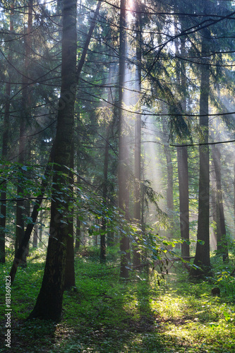 Sunbeam entering hornbeam deciduous forest