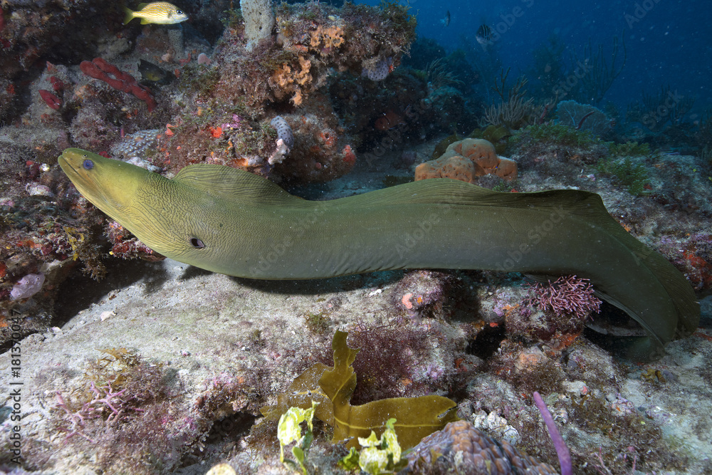 Moray Eel (Florida) Stock Photo Adobe Stock