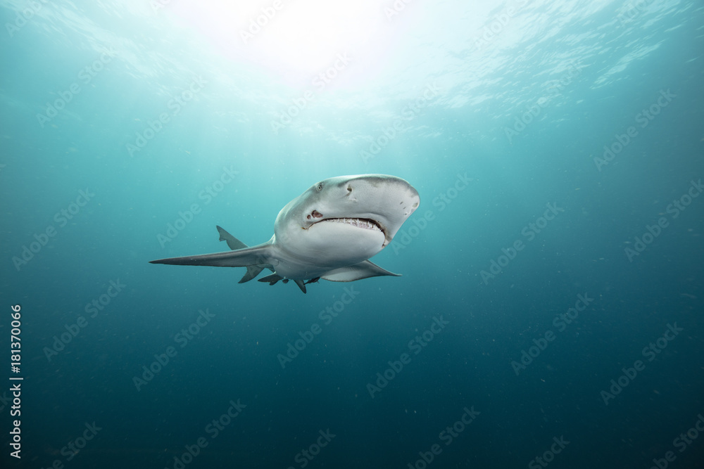 Fototapeta premium Lemon Shark (Florida)