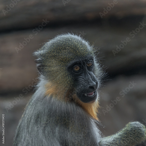 Portrait of young African mandrill in the open resort