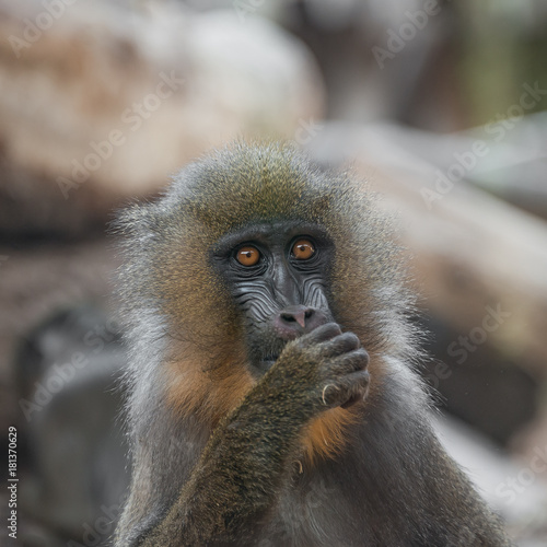 Portrait of young African mandrill in the open resort