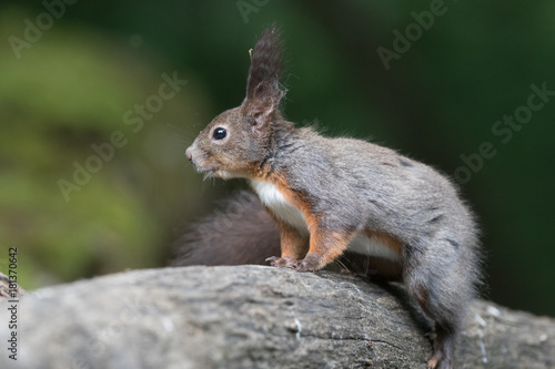 Red squirrel © Johannes Jensås