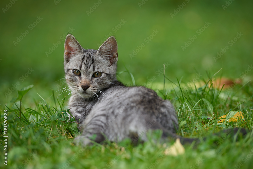 kitten in gras