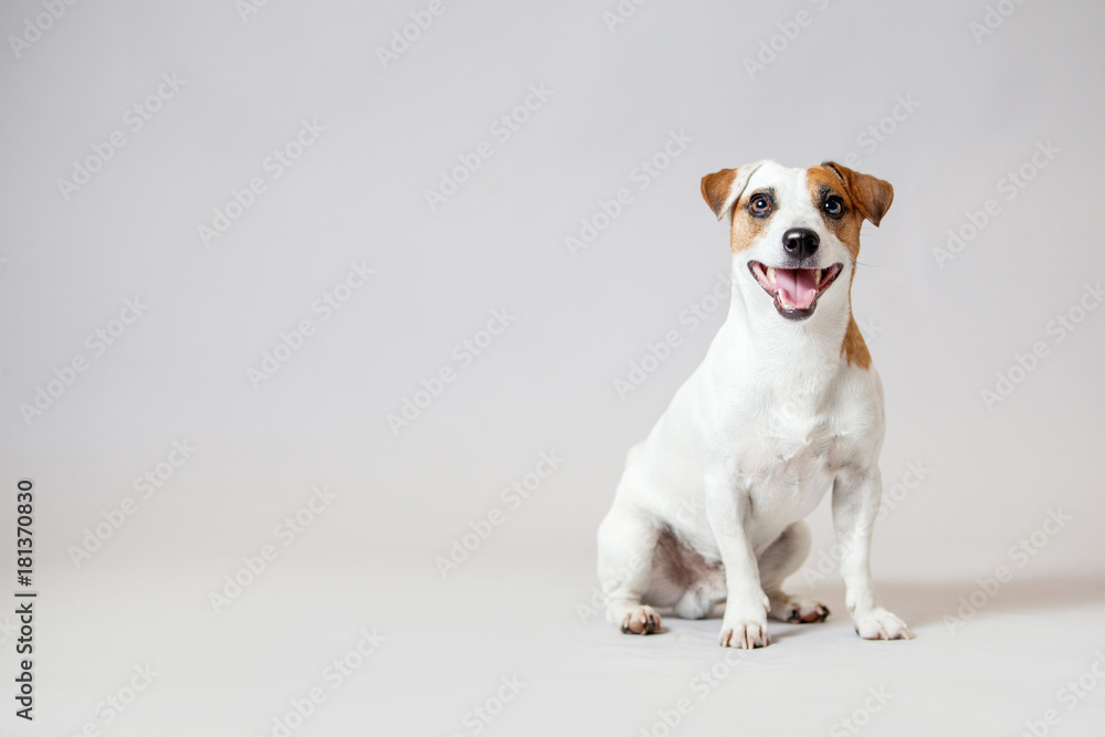 Fototapeta Uśmiechnięty pies przy studiiem