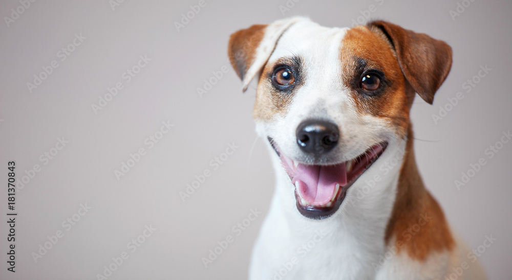 Smiling dog at studio