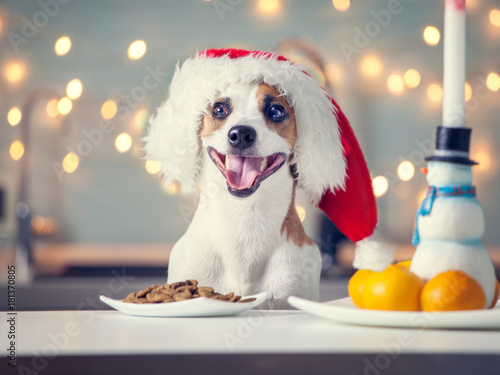 Dog in christmas hat eating food